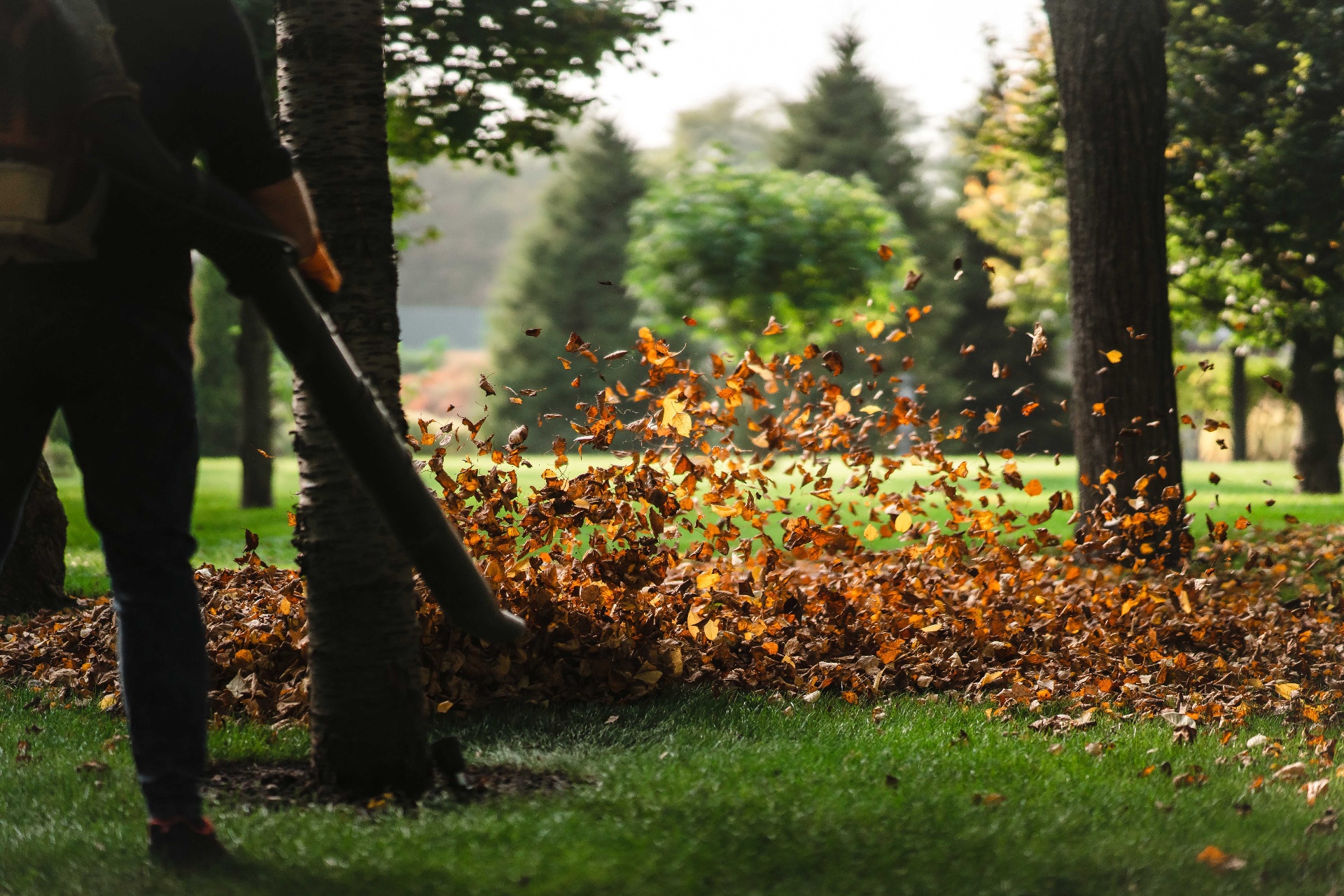 Leaf Removal